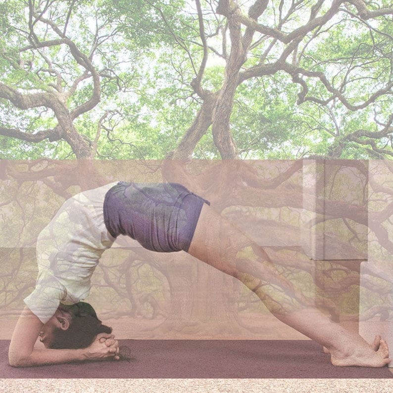 Yoga IYENGAR Barcelona-Centre ZAMA IOGA IYENGAR Les Corts